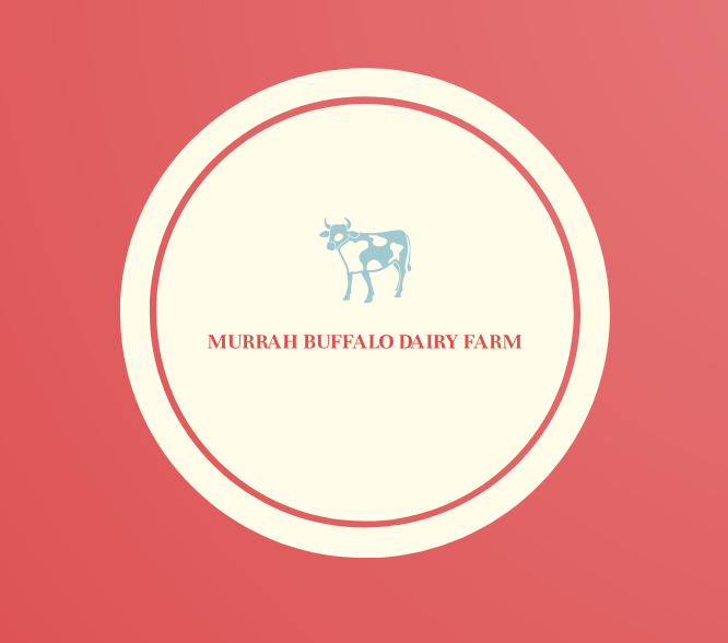 Murrah Buffalo Dairy Farm