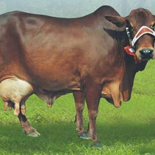 SAHIWAL COW