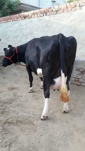 Hf cow