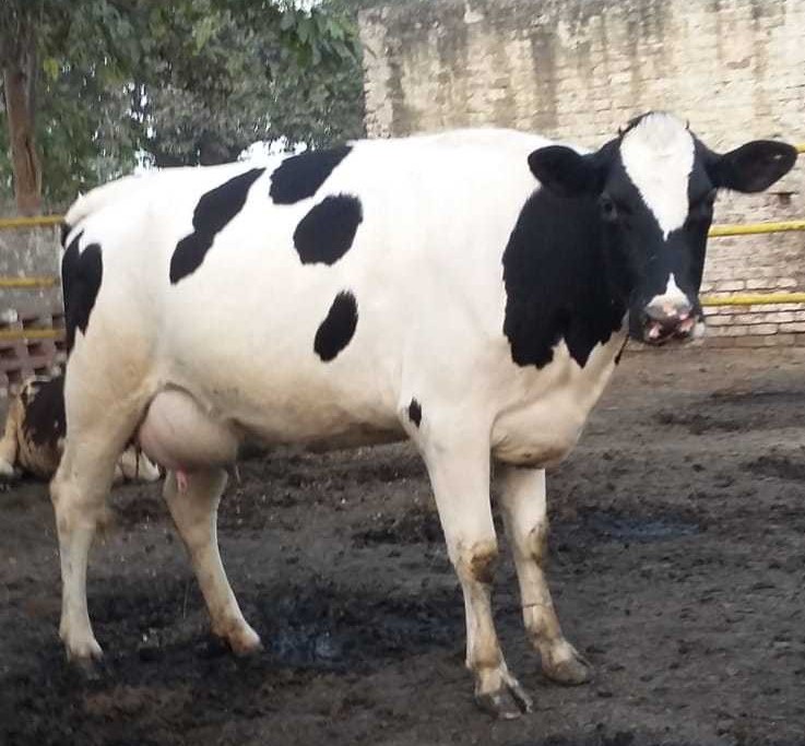 Holstein Friesian COW