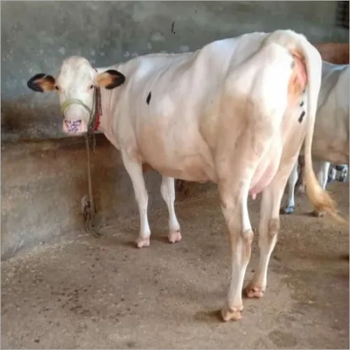 White hf cow