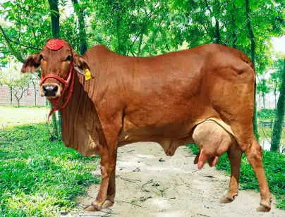 Sahiwal Cow