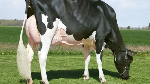 High Breed Hf Cow