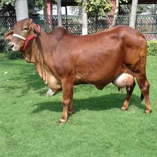 Pure Sahiwal Cow