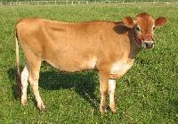 Jersey Cow