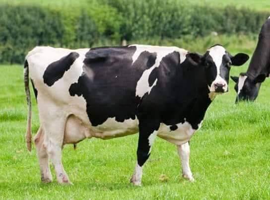 Hf Cow