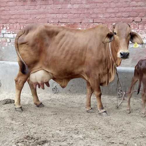 Sahiwal Cow