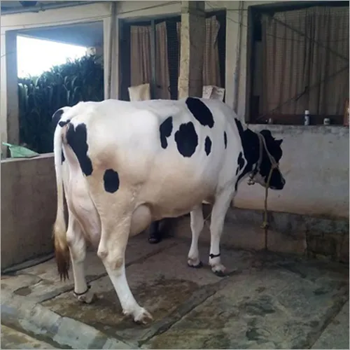 Hf Cow