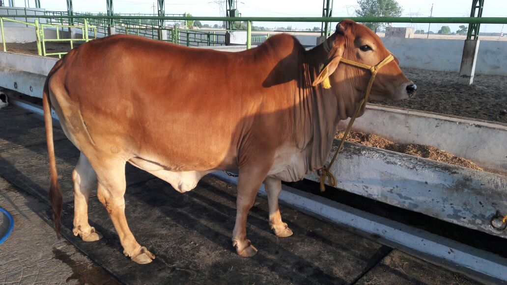 Sahiwal Cow