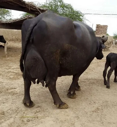 Murrah Buffalo