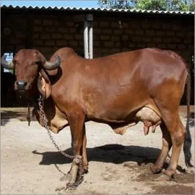 Brown Gir Cow 