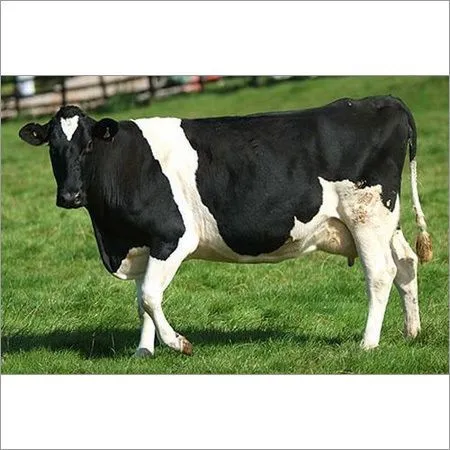 Holstein Friesian Cow