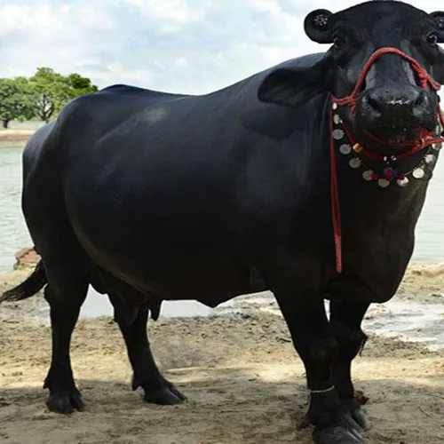 Murrah Buffalo