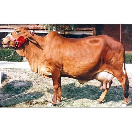 Sahiwal Cow