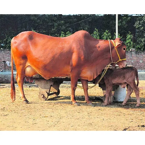  Sahiwal Cow