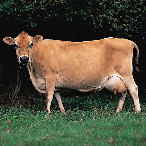 Jersey Cow