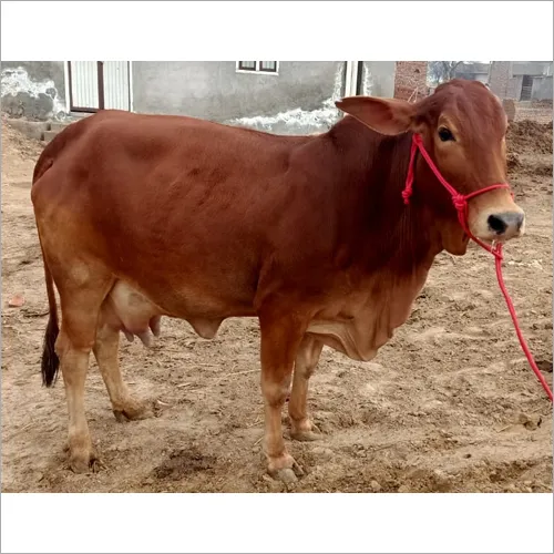 Sahiwal Cow