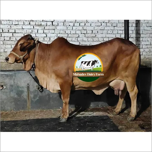 Sahiwal Cow