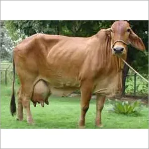 Sahiwal Cow