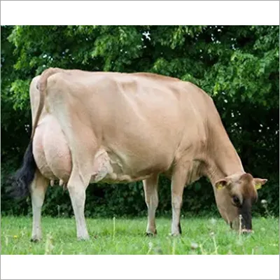 Jersey Cow