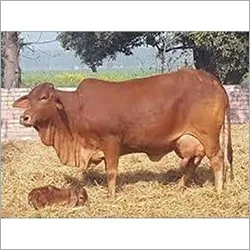 Sahiwal Cow