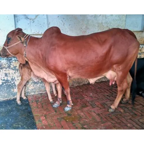 Sahiwal Cow