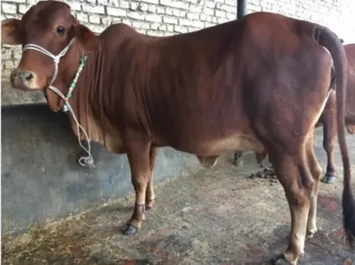 Sahiwal Cow