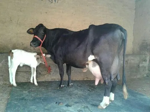 Hf Cow