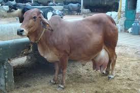 Sahiwal Cow