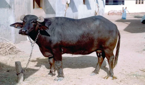 Murrah Buffalo