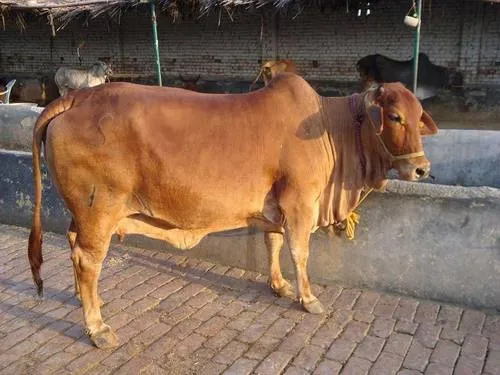 Sahiwal Cow