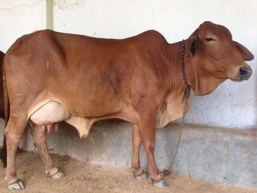 Sahiwal Cow