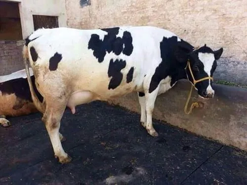 Holstein Friesian Cow