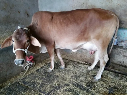 Sahiwal Cow