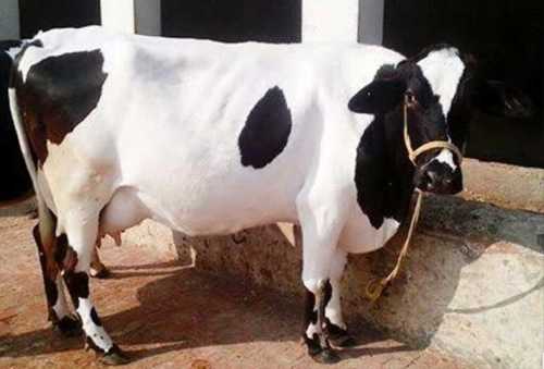 Hf Cow