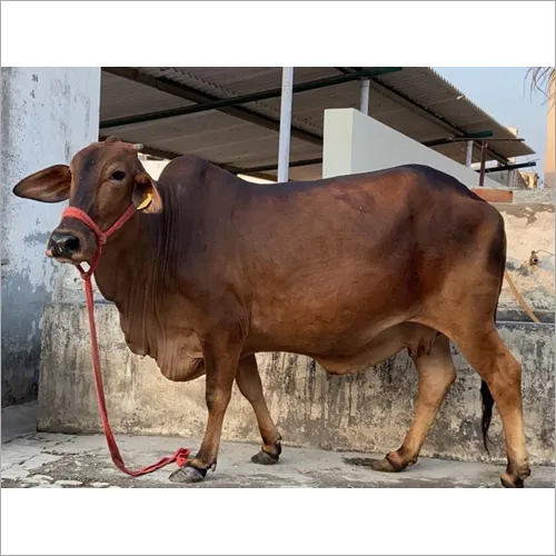 Sahiwal Cow