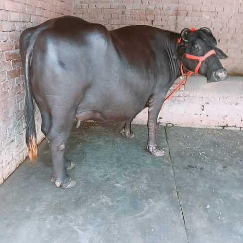 Murrah Buffalo