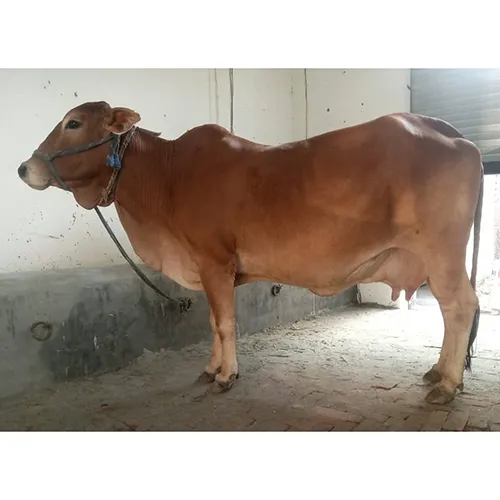 Sahiwal Cow