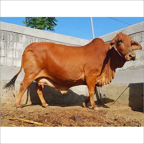  Pure Sahiwal Cow