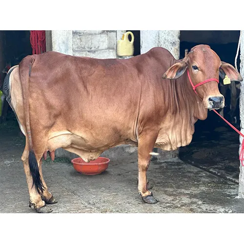 Sahiwal Cow