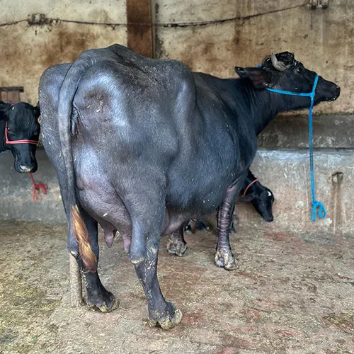 Murrah Buffalo