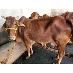 Sahiwal Cow