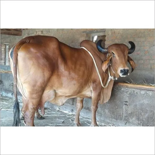 Gir Cow