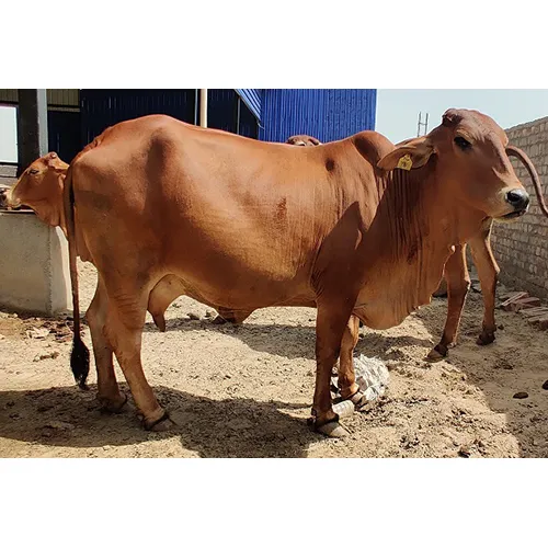 Sahiwal Cow