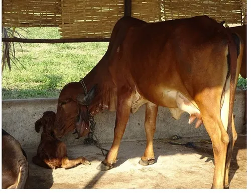 Sahiwal Cow