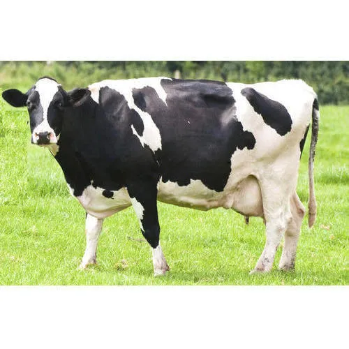 Hf Cow