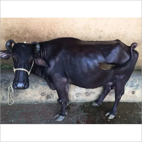 Murrah Buffalo