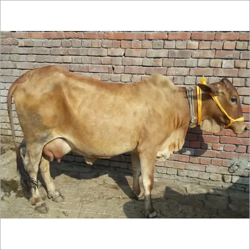 Sahiwal Cow