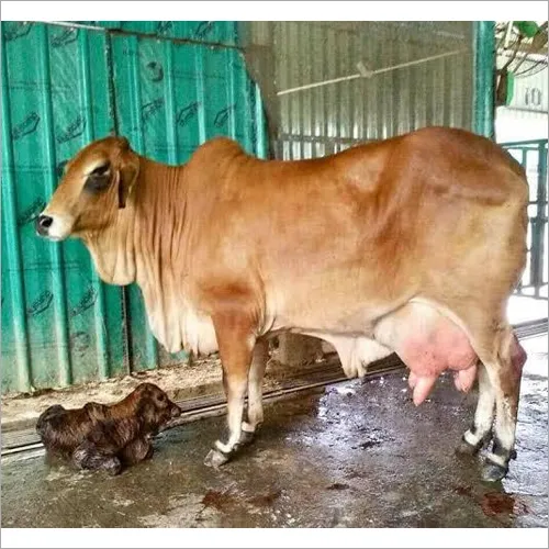 Sahiwal Cow