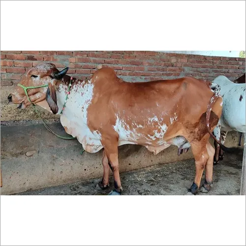 Pure Gir Cow